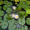 植物園前庭の睡蓮