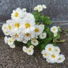 在来園芸品種もタフ