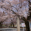 板垣神社の桜