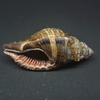 和歌山の貝　シノマキ（Cymatium pileare ,1758）