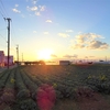 浜ちゃんの散歩道(２４４)　　夕暮れのハウス群を散歩すると、王道を一人闊歩している気分である