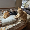 こねこねこ ね…こね、こ