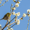 近所の緑地公園でメジロの撮影、よくぞタイミングよくメジロが来てくれたものだわ。