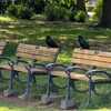 ベンチで一休み中のカラス