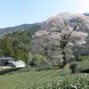 　サクラ咲く、見る、食べる