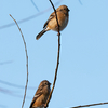 2023.1.12　河川敷で野鳥探し.....20選