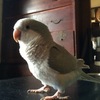 和風なオキナインコもまた