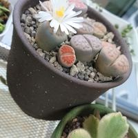 リトープスの花はいつ咲くの オリーブ好きレッサーパンダ