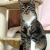 ねこる、安らかに