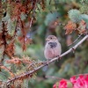 野鳥の多いカナダ