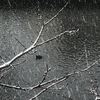 桜の枝20250118
