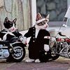 みんな免許証持ってたよね？ なめ猫のシングル『なめんなよ』が初CD化！