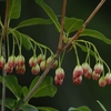 G.W明けに六甲高山植物園へ（PartⅠ）