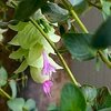 夏バテからの復活～♪