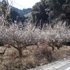 北川村宗ノ上の風景