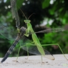 8月から9月の虫撮り