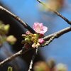 ちょっとそこまで　サクラで無く本物の桜だ！葵桜＠岡崎市　2025 03 07