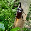 カブトムシ