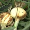 天草でサラダタマネギの収穫