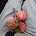 紅白オマージュ