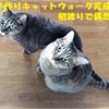 手作りキャットウォーク完成後　初渡りで偶然に　　　　  　　