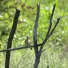 動物園裏の野鳥を紹介（２０２０　０６０６）その６。