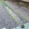 トウモロコシ植えた