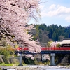 今年も桜が満開になりました。