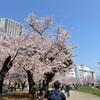 【桜とスカイツリーが見れる！】錦糸公園でお花見を