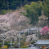 井手町玉川の桜