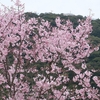 　吉香公園の桜