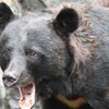 クマに襲われても保険金は支払われるのか！？加入している保険で補償は大丈夫？