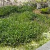 ＧＷ実家(新潟)での光景-2（クレソン・その他）
