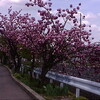 ポチの散歩道　　Aコース編