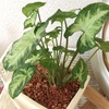 シンゴニュームの新芽とウンベラータを植え替えたら葉っぱが次々出てきた