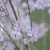 枝垂桜が彩る穏やかな南蔵院の風景。