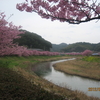 河津桜と吊るし雛