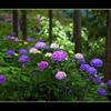 林間の紫陽花