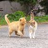 隣県西部離島のねこさん