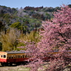 河津桜と小湊鐵道のキハ200