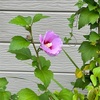 ムクゲの花。