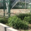 長実雛芥子