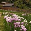季節の楽しみ・小國神社で花菖蒲