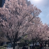 桜のシーズン到来