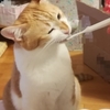 歯磨きできてない猫