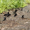  カラスアゲハなどアゲハチョウの集団吸水！　発見のコツは湧き水にあり！