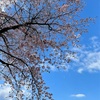 桜開花