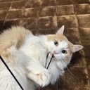 わたしのはなし