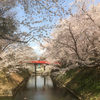 弘前城の桜は最高です