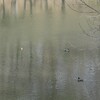 森林公園 3月13日／ピンクムーン 昨日